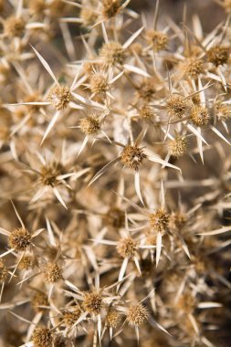 Küçük bir çalı Carlina graeca bitkinin Close-up. Doğa.