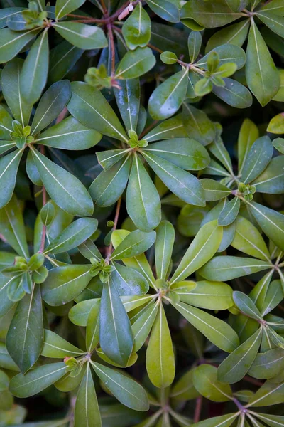 Bir egzotik bitki güzel yeşil yaprakları. Flora.