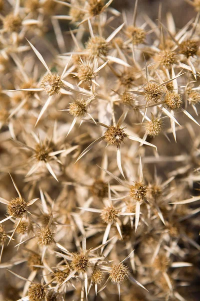 Küçük bir çalı Carlina graeca bitkinin Close-up. Doğa.