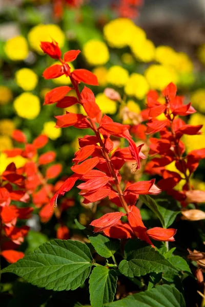 Belas Flores Cor Vermelha Fotografam Perto Flora — Fotografia de Stock