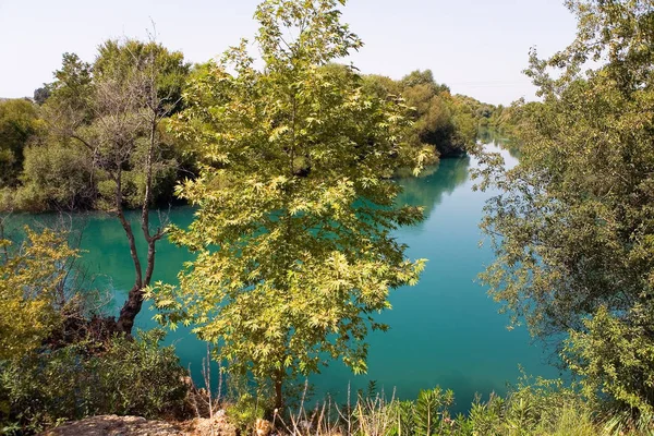 Сухе Дерево Тлі Води Красивого Кольору Природа — стокове фото