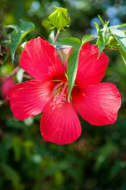 Büyük güzel kırmızı egzotik çiçek portre. Flora.