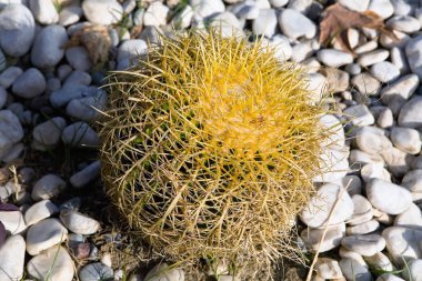 Büyük küresel kaktüs taşlar arka plan üzerinde. Türkiye biteyi.