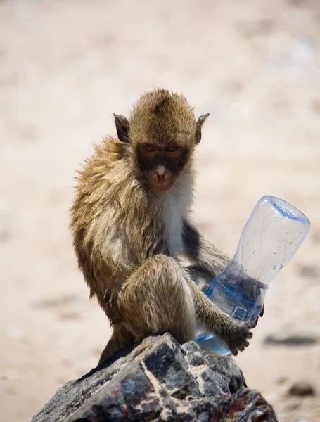 Wild Monkey Holds Empty Bottle Looks Camera Wild Nature — Stock Photo, Image