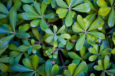 Bir egzotik bitki güzel yeşil yaprakları. Flora.