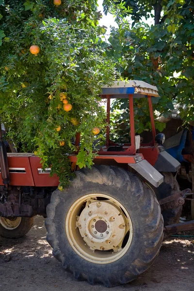 Старый Трактор Стоит Гранатовым Деревом Фруктами Сельское Хозяйство — стоковое фото