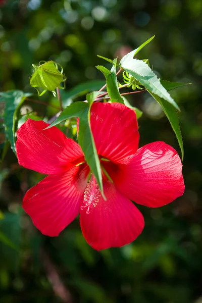 Big beautiful red exotic flower close up. Flora.