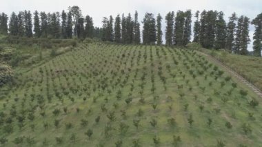 Tarım dağın üzerinde dikim. Gürcistan. Kamera ilerleyecektir.