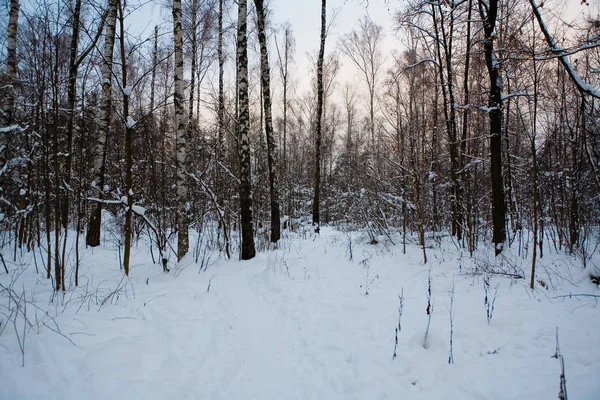 Красивый Закат Снежном Зимнем Парке Россия — стоковое фото