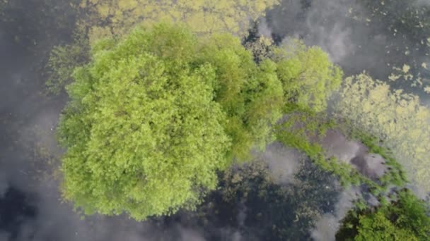 Vista Superior Belo Lago Florestal Filmagem Vídeo Aéreo — Vídeo de Stock