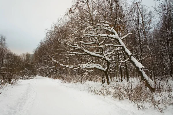 Pintoresco Camino Invierno Parque Izmailovo Moscú — Foto de Stock