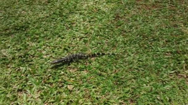 Salvator Varanus Giovane Varan Acqua Varan Monitor Strisce Lucertola Caccia — Video Stock