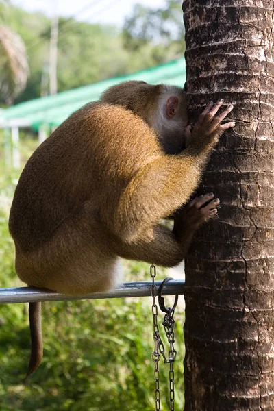 Sad monkey chained to a pipe. — Stock Photo, Image