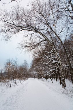 Kış parkta doğal yol.