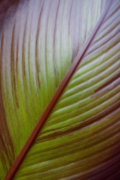 Beautiful leaf of an exotic plant close up. — Stock Photo, Image