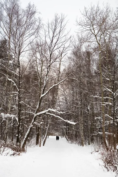 Duas mulheres estão andando no parque de inverno . — Fotografia de Stock