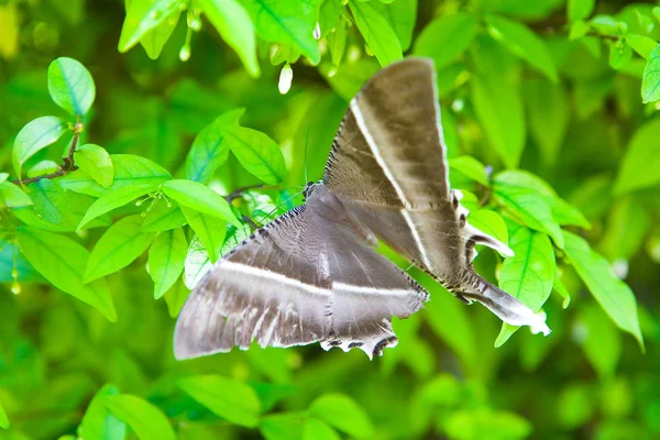Een grote prachtige vlinder met een beschadigde vleugel. — Stockfoto