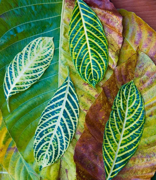 Belles feuilles de diverses plantes exotiques . — Photo