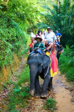 Ormanda bir fil üzerinde yürümek. Thailan gezileri