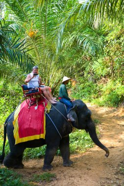 Ormanda bir fil üzerinde yürümek. Thailan gezileri