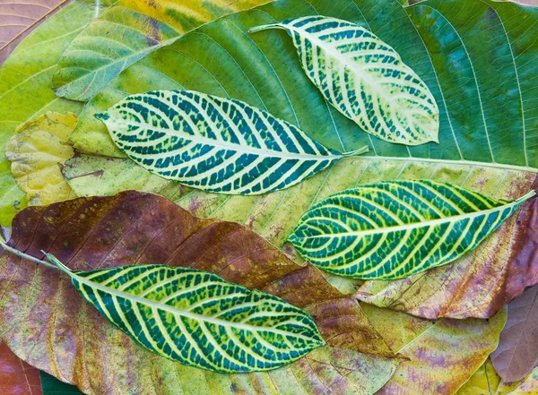 Belles feuilles de diverses plantes exotiques . — Photo