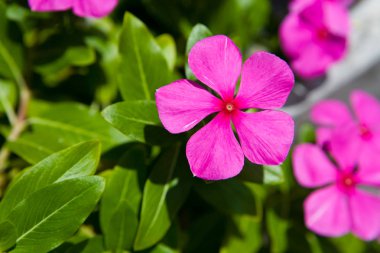 Güzel mor egzotik tropikal çiçek ve yeşillik.