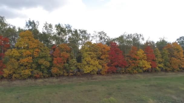 Top View Landscape Central Russia Trees Covered Autumn Foliage Aerial — Stock Video