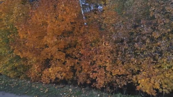 Top View Landscape Central Russia Trees Covered Autumn Foliage Aerial — Stock Video