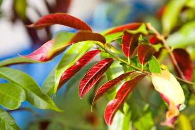 Egzotik bir bitkinin kırmızı-yeşil yaprakları clos fotoğraflandı