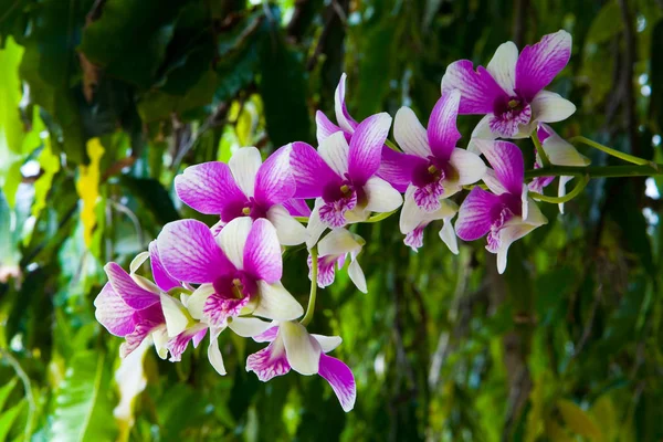 Vackra blommor av exotiska orkidéer närbild. — Stockfoto