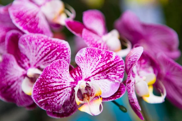 Schöne lila Blüten einer exotischen Orchidee. — Stockfoto