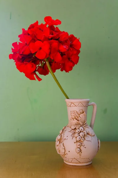 Belles fleurs de géranium rouge dans un pot en céramique . — Photo