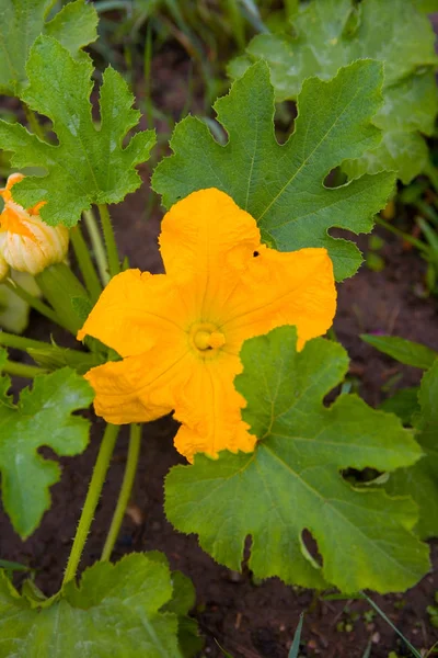 Bela flor amarela de abóbora e suas folhas . — Fotografia de Stock