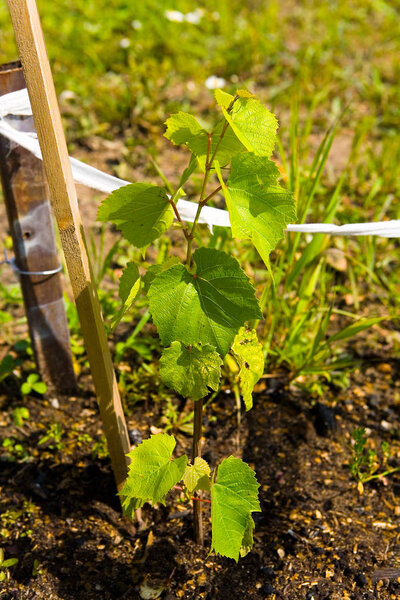 A young grape seedling planted in the soil.