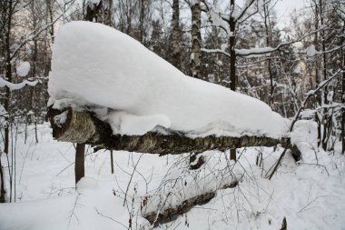 Düşmüş huş kar kalın bir tabaka ile kaplıdır.