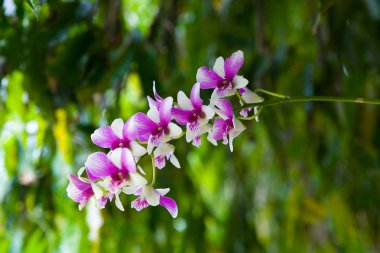 Egzotik orkide güzel çiçekler yakın.