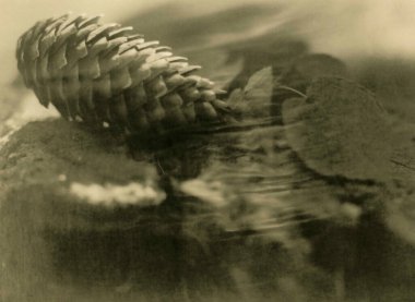 Bir kütüğün üzerinde bir ladin konisi var. Dikkat! Resim tahıl ve diğer analog fotoğraf eserlerini içeriyor.!