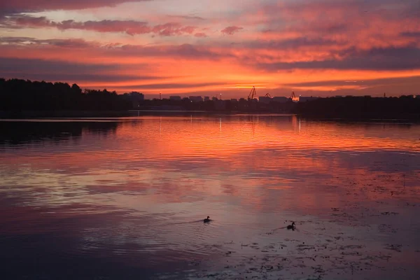 오리들은 새벽에 모스크바 강에서 헤엄을 도시의 — 스톡 사진