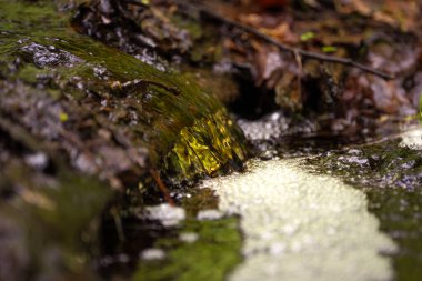 Water flowing over rocks in a forest stream like a miniature waterfall