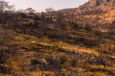 Sıcak bir akşamda, mavi gökyüzünün altındaki kayalıklara karşı çorak arazide yanmış ağaçlar..