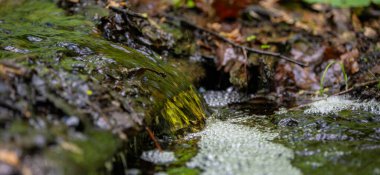 Orman akıntısının minyatür köpüklü şelalesi yeşillik ve yosun arasında kayaların üzerinden akıyor.