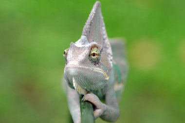 bir bukalemun bir dal üzerinde
