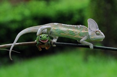 Onlarlakurbağaları örtülü bukalemun