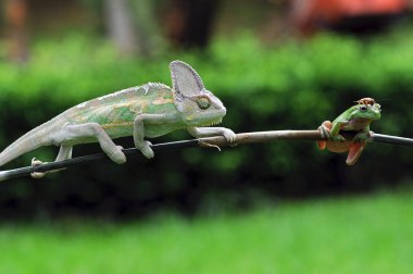 Onlarlakurbağaları örtülü bukalemun
