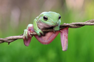 bodur kurbağa, kurbağalar, ağaç kurbağası, 