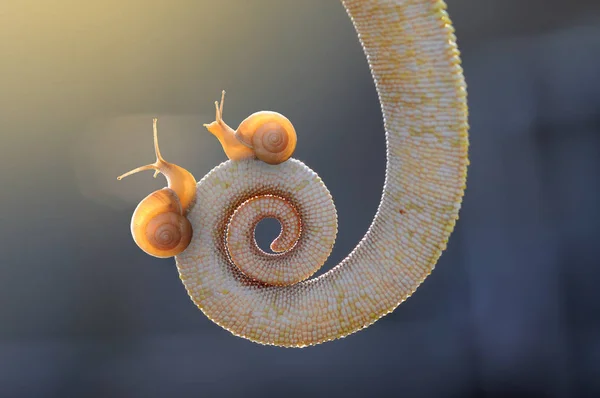 Cauda Camaleão Com Caracol — Fotografia de Stock