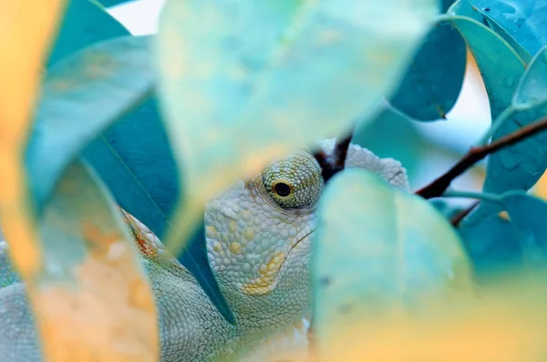 Caméléons Cachent Dans Les Feuilles — Photo