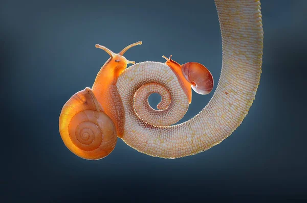 Cauda Camaleão Com Caracol — Fotografia de Stock