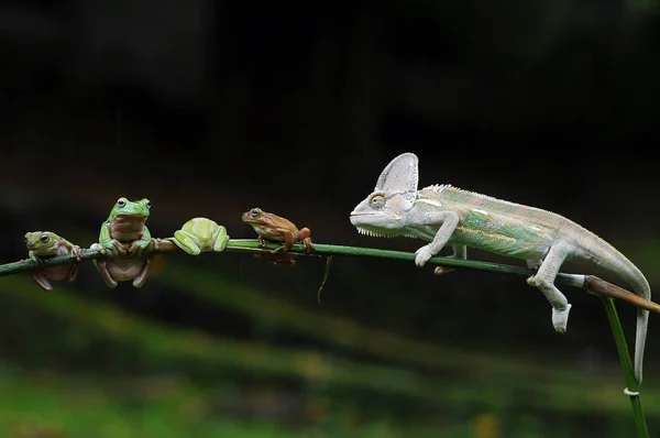 개구리로 가려져 카멜레온 — 스톡 사진