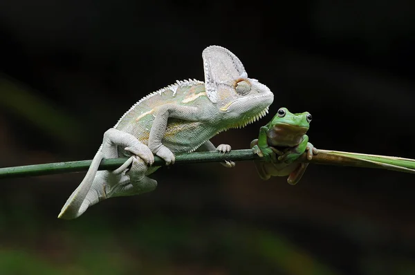 Chameleon Veiled Frogs — Stock Photo, Image